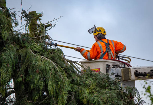 Best Root Management and Removal  in Hurlburt Field, FL