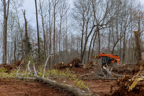 Best Stump Grinding and Removal  in Hurlburt Field, FL