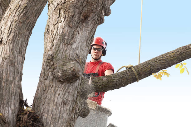 Best Tree Disease Treatment  in Hurlburt Field, FL